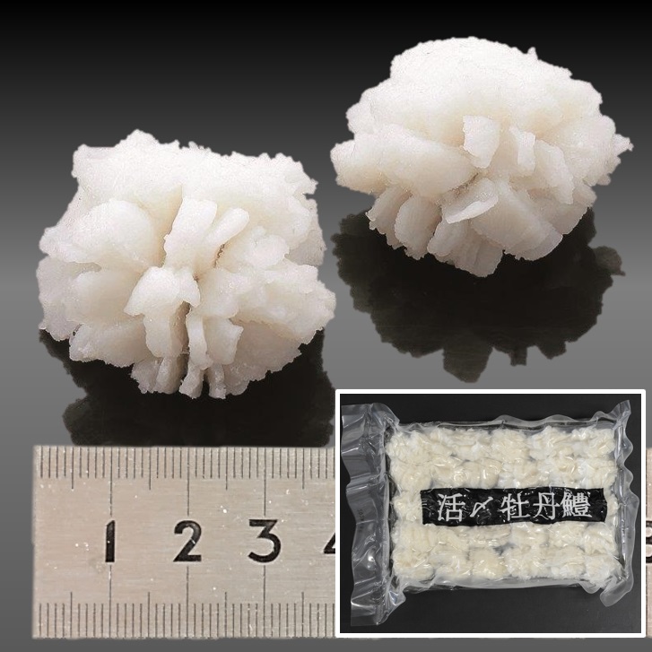 活〆牡丹鱧 30個/300g X1パック 骨切り鱧 骨切りはも 湯引き鱧 湯引鱧 湯引きはも 業務用 仕入れ