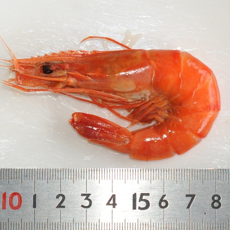 海老旨煮 薄味 小（ブラックタイガーえび25尾/375ｇ）Ｘ1パック おせち料理 業務用 仕入れ