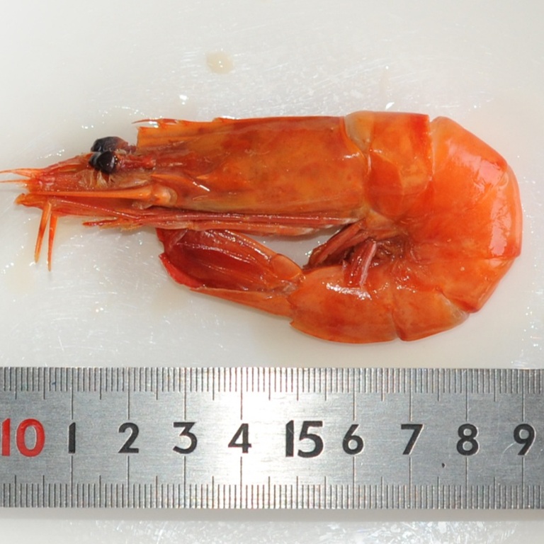 海老旨煮 薄味 大（ブラックタイガーえび25尾/625ｇ）Ｘ1パック おせち料理 業務用 仕入れ