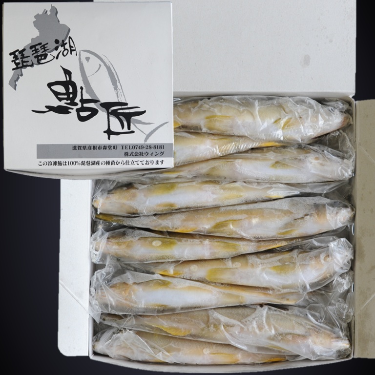 琵琶湖産鮎 1kg 10尾 X1ボール【3ボール以上でお願いします】エリ漁天然稚魚使用 滋賀県 養殖鮎 国産鮎 冷凍鮎