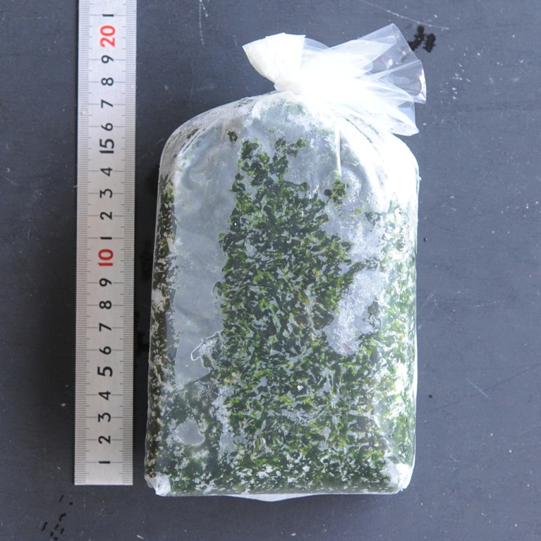 浜名湖産生のり 1kg X1袋【2袋以上でお願いします】緑色が濃く香りが強い 丸半堀江商店 生海苔