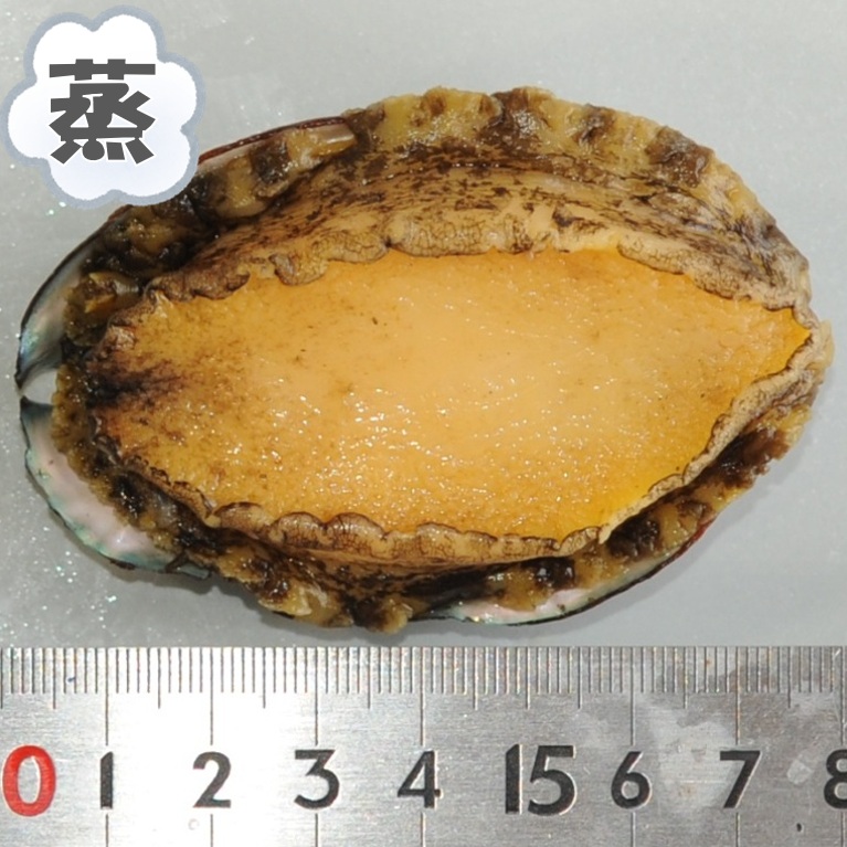 活〆蒸し鮑 20粒 1kg×1袋 柔らかく食べやすい あわび 刺身 寿司ねた 焼物 おせち