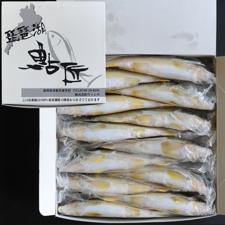 琵琶湖産鮎 1kg 12尾 X1ボール【3ボール以上でお願いします】エリ漁天然稚魚使用 滋賀県 養殖鮎 国産鮎 冷凍鮎